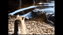Slow Your Roll Gator!! (Cat Vs. Alligator) GIF - Cat Alligator Win GIFs