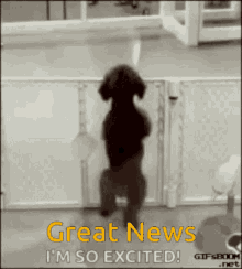 excited gif