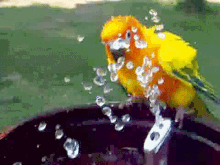 Bird Water GIF - Bird Water Drink GIFs