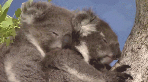i-love-you-koala.gif