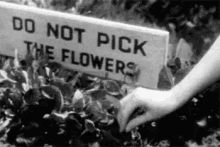 Do Not Pick Up Flowers GIF - Rebel Rebellion Flowers GIFs