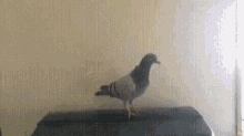 Pigeon Parrot GIF - Pigeon Parrot Cute GIFs