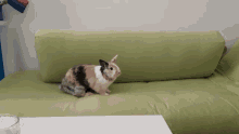 Bunny Bunny Hop GIF - Bunny Bunny Hop Bunny Hopping GIFs