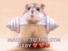hamster workout gym no pain no gain gym rat