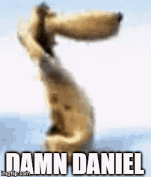 Damn Daniel Awimbawe GIF - Damn Daniel Awimbawe Dog GIFs
