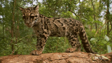 lets go snow leopard day indias wild leopards together walking on tree trunk lets go snow leopard day indias wild leopards together walking on tree trunk