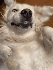 Golden Retriever Cute GIF - Golden Retriever Cute Dog GIFs