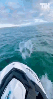 Riding With Dolphins This Is Happening GIF - Riding With Dolphins This Is Happening Dolphin GIFs