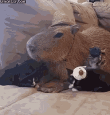 Capybara Animals GIF - Capybara Animals Cats GIFs