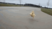 Quack GIF - Duck Run Running GIFs