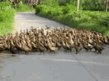 So Many GIF - Duck Ducklings Family GIFs