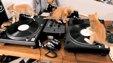 cats spinning round we go dj cute