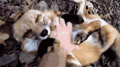 Fox Belly Rubs GIF - Fox Belly Rubs Cute - Discover &amp; Share GIFs