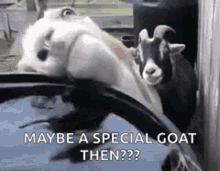Goat Special GIF - Goat Special Thirsty GIFs