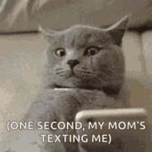 scared nervous texting cat