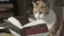 猫咪 学习 看书 搞笑 GIF - Kitten Read Book Study GIFs