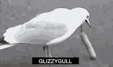 Glizzy Seagull GIF - Glizzy Seagull Ninja GIFs