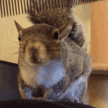 squirrel crazy cute comb