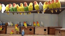 Beautiful Parrots GIF - Beautiful Parrots Bird GIFs