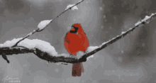 Winter Cardinal GIF - Winter Cardinal Snow GIFs