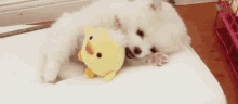 Adorbs Ducky GIF - Adorbs Ducky Dog GIFs