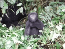 Gorilla Baby GIF - Gorilla Baby Cute GIFs
