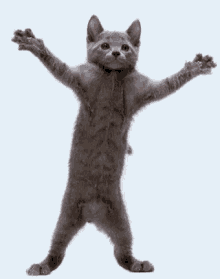 Crazy Cat GIF - Crazy Cat Cute GIFs