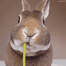 Lapin Eating GIF - Lapin Eating Rabbit GIFs