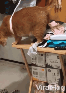 Curious Cat Gets Stuck In Bra Trapped GIF - Curious Cat Gets Stuck In Bra Trapped Cat GIFs