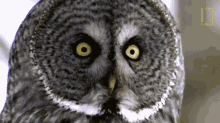 Head Turn Owls Have Superior Senses GIF - Head Turn Owls Have Superior Senses Hoot GIFs