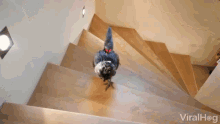 Funny Bird Walking Upstairs GIF - Funny Bird Walking Upstairs Climbing Stairs GIFs