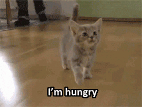 Hungry kitten meowing for food