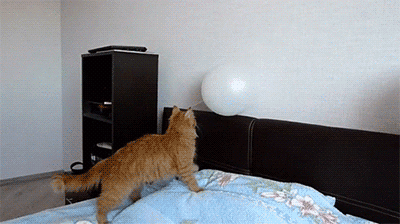 cat-balloon.gif