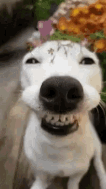 Smiling Doggo GIF - Happy Puppy Doggie Smiling Dog GIFs