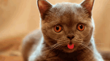 Nah Nah GIF - Cat Cute Tongueout GIFs