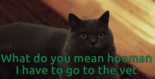 What Do You Mean I Have To Go To Vet GIF - What Do You Mean I Have To Go To Vet Cat GIFs