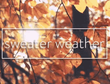 Sweater Weather Fall Weather GIF - Sweater Weather Fall Weather Autumn GIFs