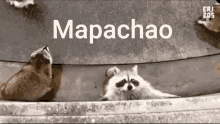 Funny Animals Mapachao GIF - Funny Animals Mapachao GIFs