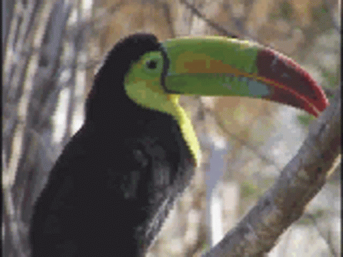 Toucan Beak GIF - Toucan Beak Talk GIFs