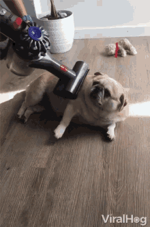 Viralhog Petting GIF - Viralhog Petting Cute Dog GIFs