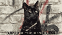 Cat Waiting On Your Response GIF - Cat Waiting On Your Response Salem GIFs