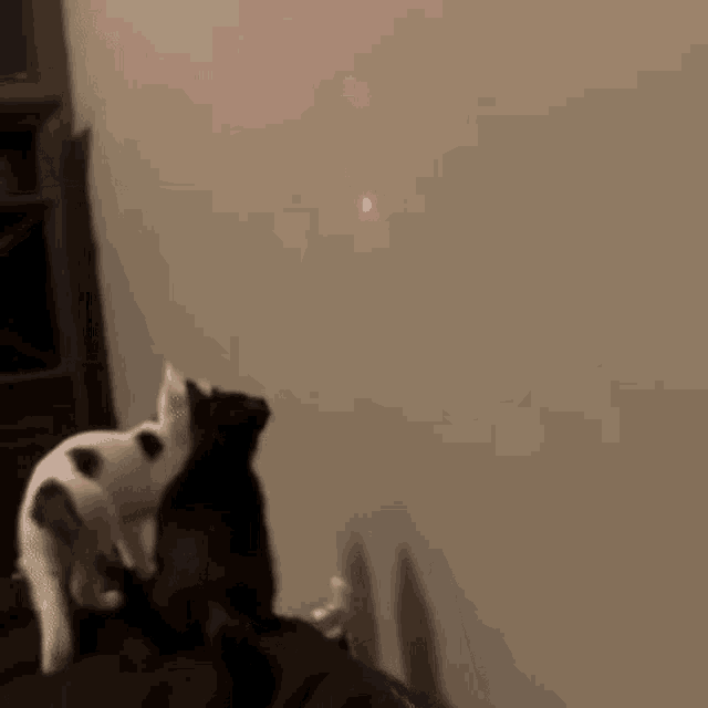 Gaptoothedfreak Cat Falling GIF Gaptoothedfreak Cat Falling
