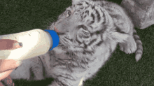 Biberon GIF - Bottle Feed White Tiger GIFs