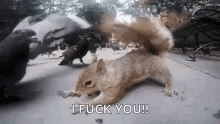 squirrel pigeon quarrel squirrel pigeon quarrel