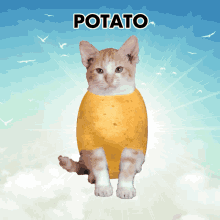 Potato Cat Cutie Potato GIF - Potato Cat Potato Cat GIFs