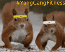 Yang Gang Fitness Yanggang GIF - Yang Gang Fitness Yanggang GIFs