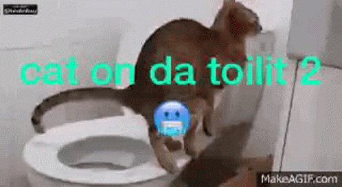 Cat Toilet GIF - Cat Toilet Cat Toilet GIFs