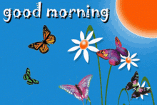 good morning good day butterflies flower