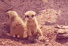 Meerkat Baby Animal GIF - Meerkat Baby Animal Baby Meerkat GIFs