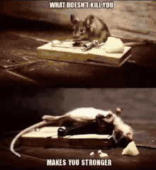 School What Doesnt Kill You Makes You Stronger Mouse GIF - School What Doesnt Kill You Makes You Stronger Mouse You Can Do It GIFs